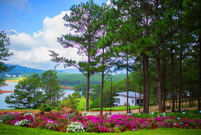 Dreamy Hill Da Lat