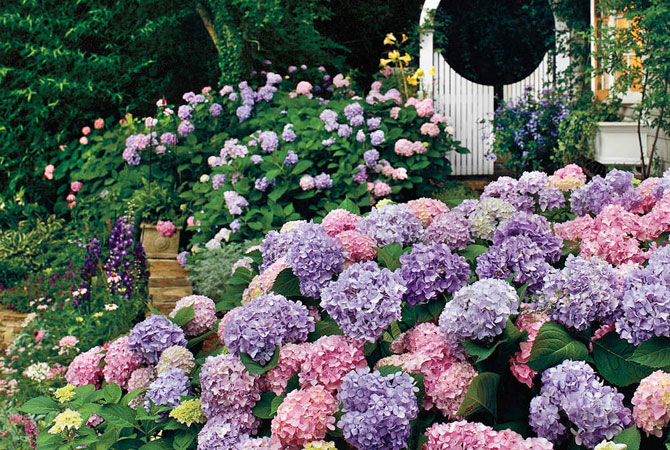 Hydrangea Gardens In Da Lat