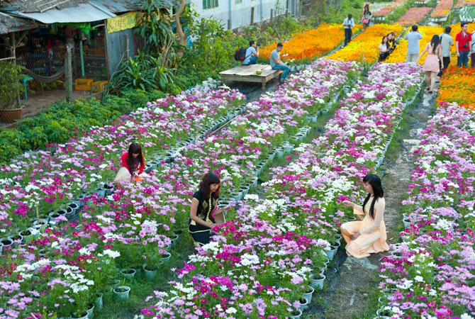 See the Largest Flower Village in Da Lat