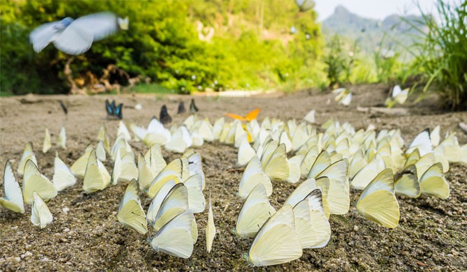Bắc Kạn